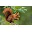 Whats Causing The Rise In Red Squirrel Numbers UK Woodlands