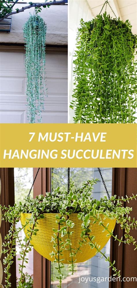 7 Popular Hanging Succulents To Love Artofit
