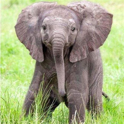 Smile For The Camera 💗🐘 Save The Elephants Beautifulelephants