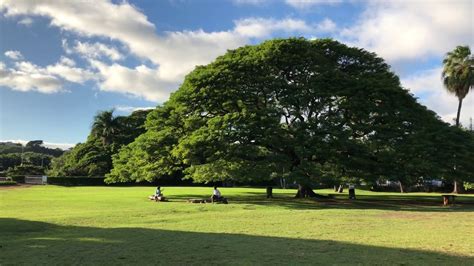 この木はなんでしょう？ 不鮮明ですいません。 南天に似た感じの花がついた木です。 低木で常緑・落葉かは不明です。 場所・南関東 撮影日・2021/5月 よろしくお願いいたします。 この木なんの木がある場所、ハワイのモアナルア・ガーデンズ ...