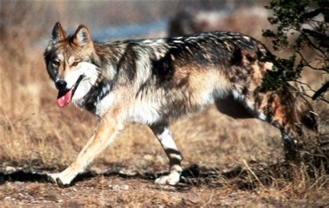 Us Fish And Wildlife Faulted For Mexican Gray Wolf Population Efforts