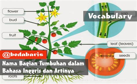 Maybe you would like to learn more about one of these? Nama Bagian Tumbuhan dalam Bahasa Inggris dan Artinya