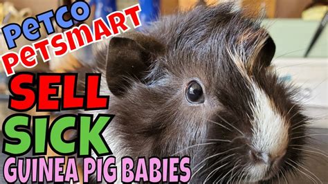 Petco And Petsmart Sell Sick Guinea Pig Babies Youtube