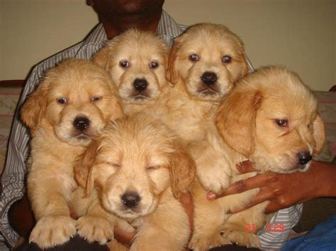 A houston golden retriever price will depend on different variables specific to the breed and the unique dog. Golden Retriever Puppies for Sale(nelson abraham 1)(8359 ...