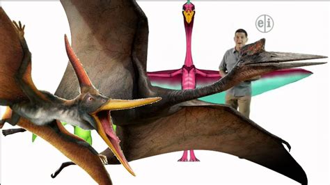 Dinosaur Discoveries Quetzalcoatlus Youtube