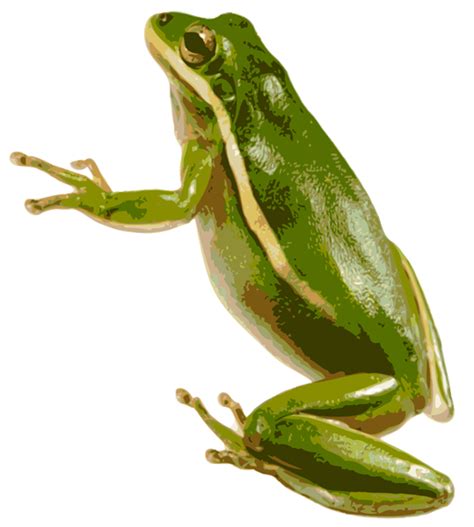 Download American Green Tree Frog Hq Png Image Freepngimg