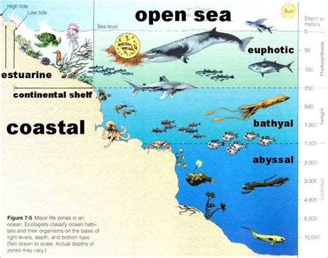 Sea Life Worksheets Ocean Habitats Here Look At