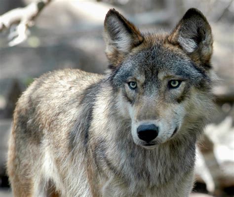Idaho Wolf Population Remains Stable Despite More Hunting Trapping