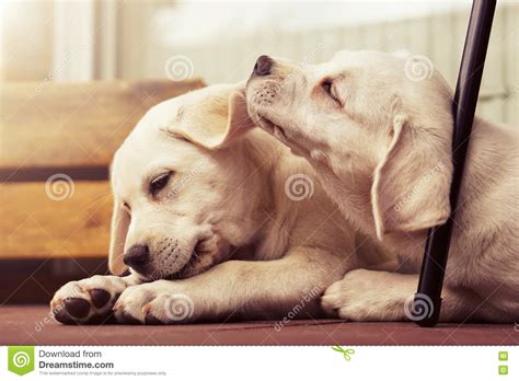 Two Puppy Dogs Cuddle Together And Kiss Each Other Stock Photo Image