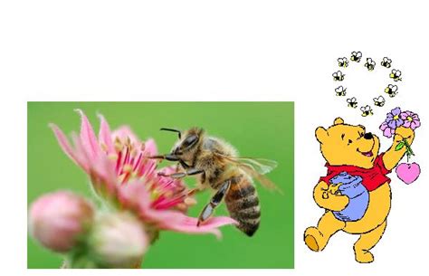 Maybe you would like to learn more about one of these? Welcome to bee's world! - Flowers and Bees - A Symbiotic ...
