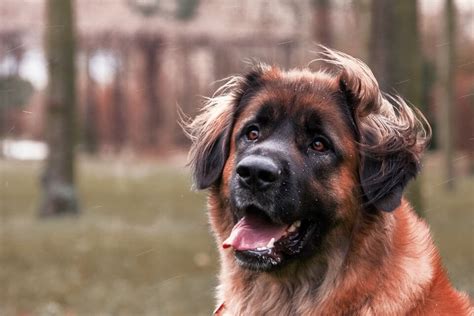 Some Facts About Leonberger Dog And Puppies Pets Nurturing