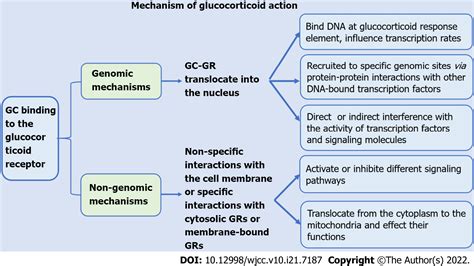 Effects Of Glucocorticoids On Leukocytes Genomic And Non Genomic Mechanisms