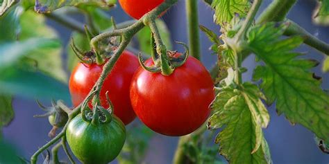 How To Grow The Best Tomatoes Arts Nursery Ltd Edible Plants