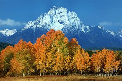 Aspens Fall Mount Moran Grand Tetons National Park Wyoming Photograph