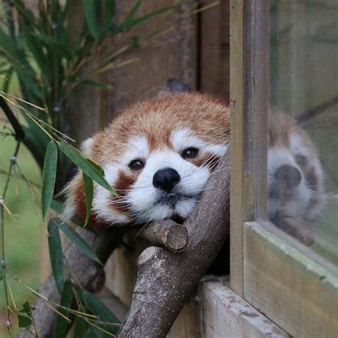 Red Pandas Are So Cute Ifttt2v9g5mf Cute Wild Animals Cute