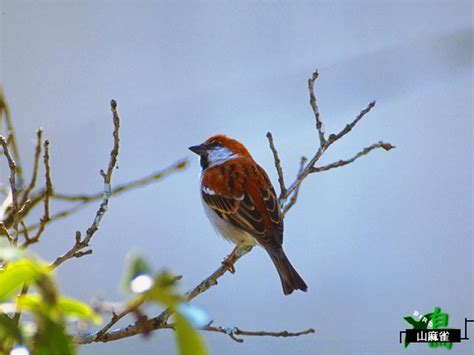 ソリティア battle royal β簡単ルール＆操作 目指せ名人位. 山麻雀 Russet Sparrow (Passer rutilans) | 台灣環境資訊協會-環境資訊中心