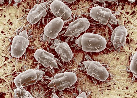 How To Easily Reduce Dust Mites In Your Home Killing Dust Mites