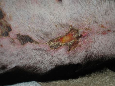 Spaying cats refers to the sterilization of the reproductive features of female cats. Infection | Vetaid's Blog