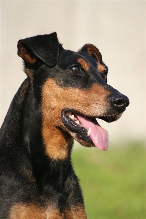 images  german pinscher  pinterest westminster dog show sacramento