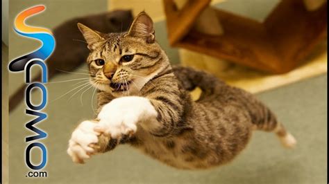 Caídas Divertidas De Gatos Funniest Cats Falls