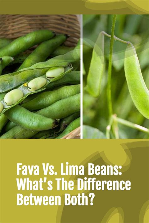 Fava And Lima Beans Flat Seed Starch Foods Permaculture Garden Bean