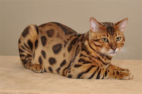 14 Tips For Choosing а Bengal Cat Page 2 Of 3 Petpress