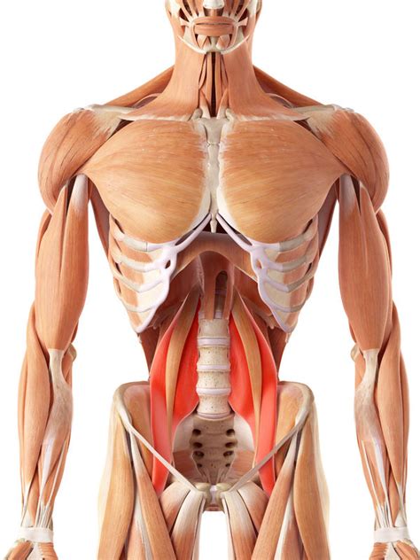 Step Guide To Releasing A Tight Psoas Muscle