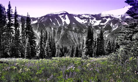 Cascade Range Meadow Ii Photograph By David Patterson Fine Art America