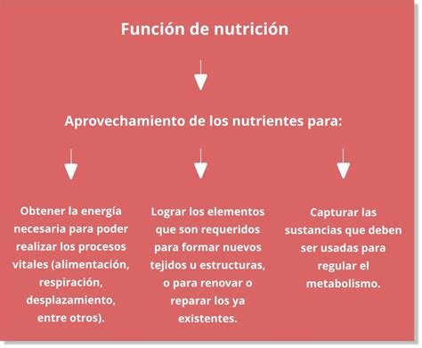 Función De Nutrición Qué Es Tipos Con Esquema Orientativo