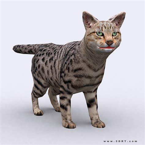 Find professional cat 3d models for any 3d design projects like virtual reality (vr), augmented reality (ar), games, 3d visualization or animation. 3D model 3DRT - Cat VR / AR / low-poly rigged animated ...
