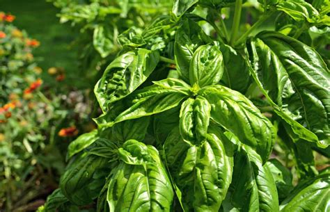 Drying Fresh Basil From Your Garden In A Dehydrator Home