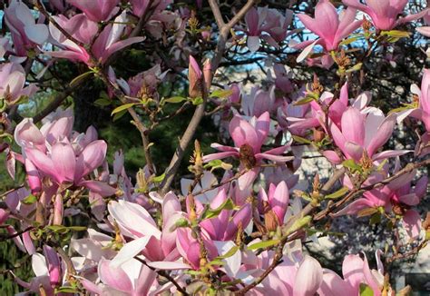 Magnolia Saucer Coosa Tree