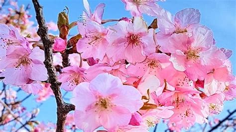 Bunga Sakura Jepang Gambar Bunga Cantik Untuk Wallpaper