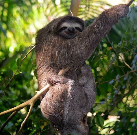 Maned Three Toed Sloth A Charming Species That Aids Growing Trees