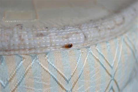 How To Identify Bed Bug Eggs Exterminatorhamiltonca