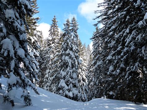 Earth Forest Pine Snow Winter Wallpaper 3800x2850 1191675 Wallpaperup