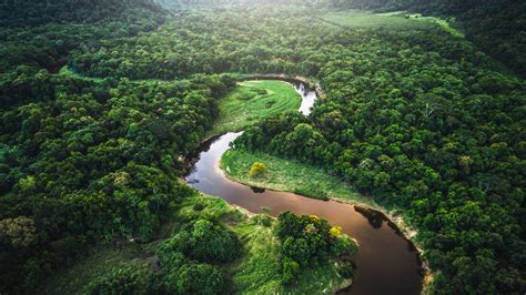 Research Suggests The Amazon Rainforest Could Soon Become A Savanna