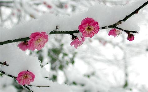 1920x1200 Cherry Branches In The Snow Snow Flowers Pinterest