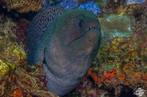 Giant Moray Eel Facts And Photographs Seaunseen