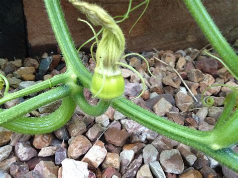 Use various sizes of succulent plugs for the best results, and. Growing Queensland Blue Pumpkins (Winter Squash) - The ...