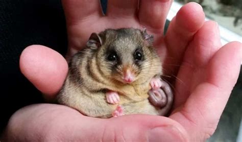 Australians Living In The South East Can Help Save The Mountain Pygmy