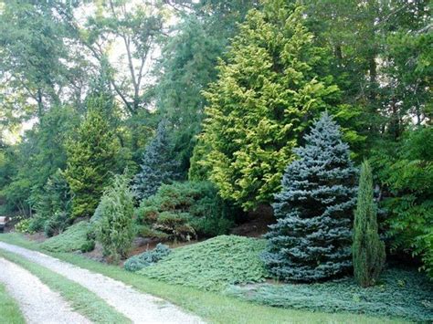 5 Practical Tips To Beauty Your Garden Evergreen Landscape Privacy