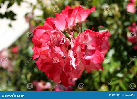 Red Flower Blooming Stock Image Image Of Like Blooming 99979211