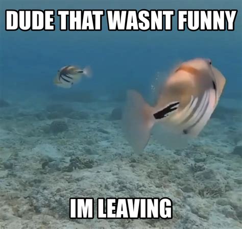 Im Gone R Okbuddyretard Staring Fish Do You Fart Know Your Meme