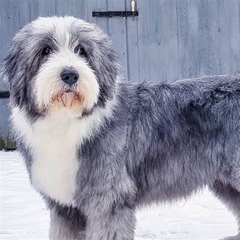 11 Big Fluffy Dog Breeds Perfect To Cuddle With Dogbeast Big Fluffy