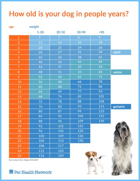 After one year, your cat or kitten will have the equivalent age of a fifteen year old person. How Old is Your Dog in Human Years? - Mill Creek Animal ...