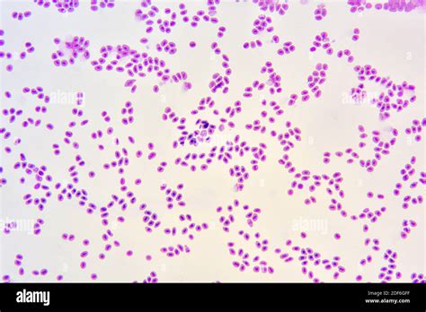 Fish Blood With Nucleatd Erythrocytes Optical Microscope X Stock Photo Alamy