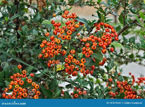 Abundance Of Small Orange Berries On A Bush Autumn Time Stock Image