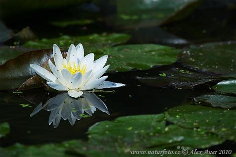 White Water Lily Photos White Water Lily Images Nature Wildlife
