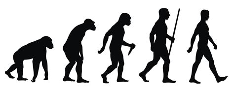 La Evolucion Del Ser Humano Dinami